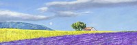 Campi di Lavanda Fine Art Print