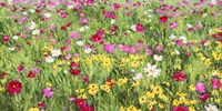 Field of Flowers Fine Art Print
