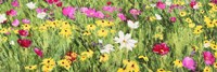 Field of Flowers (Detail) Fine Art Print
