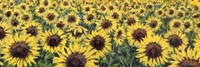 Girasoli (Detail) Fine Art Print
