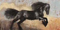 Black Stallion Fine Art Print