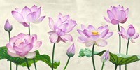 Lotus Flowers Fine Art Print