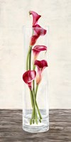 Arrangement of Callas Fine Art Print