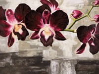 Velvet Orchids Fine Art Print