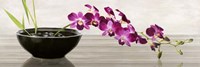 Orchid Arrangement Fine Art Print