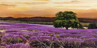 Campo di Lavanda Fine Art Print