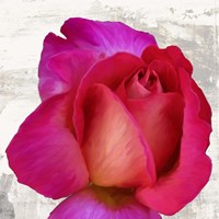 Spring Roses III Framed Print