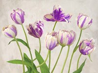 Tulipes Fine Art Print