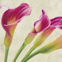 Calla Parade (Detail) Fine Art Print