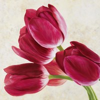 Tulip Concerto (Detail) Fine Art Print