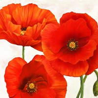 Poppies I Fine Art Print