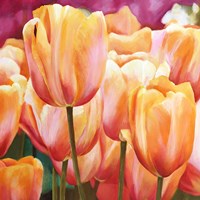 Spring Tulips I Fine Art Print