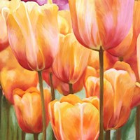 Spring Tulips II Fine Art Print