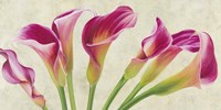 Calla Parade Fine Art Print