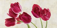 Tulip Concerto Fine Art Print