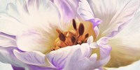 Tulipe Fine Art Print
