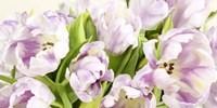 Tulipes en Fleur Fine Art Print