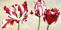 Tulipes Royales Fine Art Print
