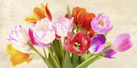 Tulips in Spring Fine Art Print