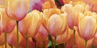 Summer Tulips Fine Art Print