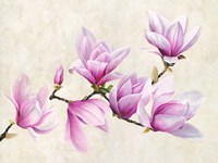Ramo di Magnolia Fine Art Print