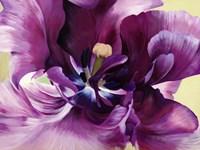 Purple Tulip Close-up Fine Art Print