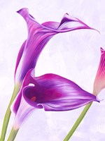 Duet I Fine Art Print