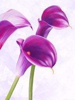 Duet II Fine Art Print