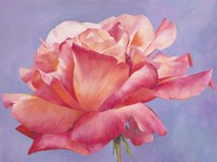 Velluto Fine Art Print