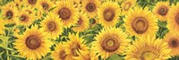 Field of Sunflowers Fine Art Print
