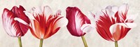 Gioiosi Tulipani Fine Art Print