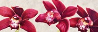 Eleganti Orchidee Fine Art Print