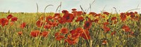 Poppy Field Fine Art Print