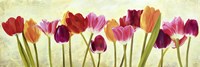 Tulip Parade Fine Art Print