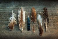 Feather Collection I Fine Art Print