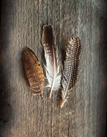 Feather Collection II Fine Art Print