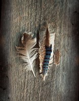 Feather Collection III Fine Art Print