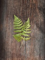 Woodland Fern II Fine Art Print