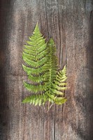 Woodland Fern III Fine Art Print