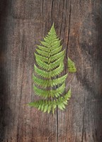Woodland Fern IV Fine Art Print