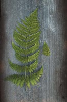Woodland Fern V Fine Art Print