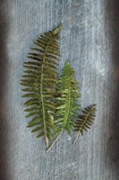 Woodland Fern VI Fine Art Print