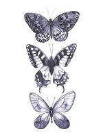 Monochrome Butterflies I Fine Art Print