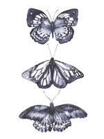 Monochrome Butterflies II Framed Print