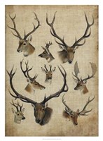 American Trophy II Fine Art Print