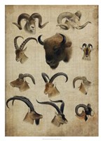 American Trophy IV Fine Art Print