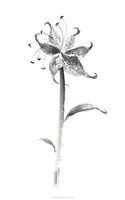 Ink Tiger Lily Fine Art Print