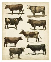 Antique Cow Chart Fine Art Print