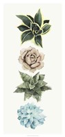 Row of Succulents I Fine Art Print