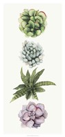 Row of Succulents II Fine Art Print